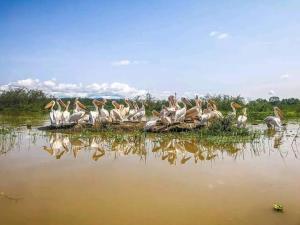 Dyr på campingpladsen eller i nærheden