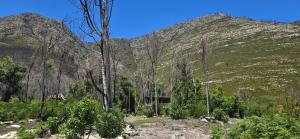 a mountain with trees in front of a building at Scalarhoney Lodge in Twee Riviere +15 photos