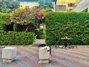 a black and white cat sleeping on a stone pillar at Beit Immanuel in Tel Aviv