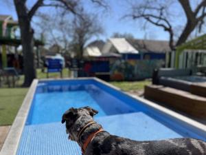 a dog is standing next to a swimming pool at East Side Blue Bonnet Cottage in Austin