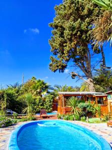 a pool in front of a house with a tree at Suite con DESAYUNO SOLO PARA DOS Ó Cabañas familiares Los PINARES DEL MAR -Pet friendly in Isla Negra