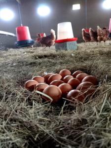 Un montón de huevos marrones en un granero con gallinas. en Jackie's Farm House, en Ooster