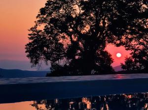 SpanokhórionにあるVilla Rougaの夕日を背景に植えられた木
