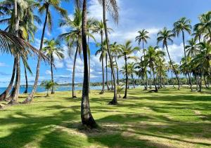 a group of palm trees on the beach at Beachfront Property in Palenque - Paradise! in Palenque