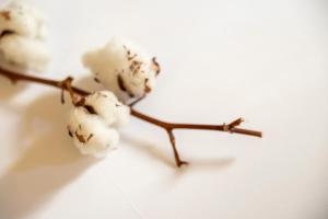 a branch with white flowers on a white background at Hotel Boutique Patio del Posadero in Córdoba