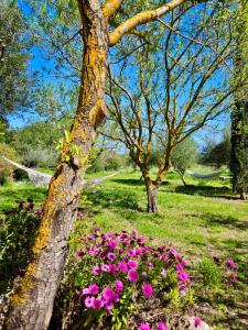 Green Hotel "I Mandorli di Dommos"外面的花园