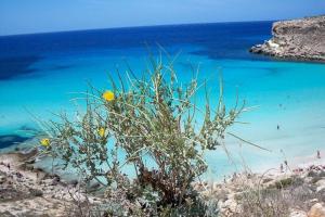 a bush with yellow flowers in front of a beach at Casa Angela Lampedusa in Lampedusa