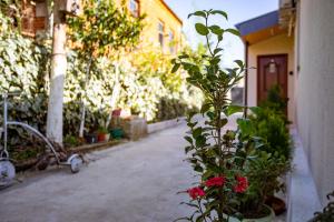Zahrada ubytování Guest House BALU