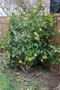 a citrus tree with oranges growing on it at Boutique Nar Baku in Baku