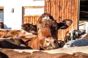 Tiere in diesem Bauernhof oder in der Nähe