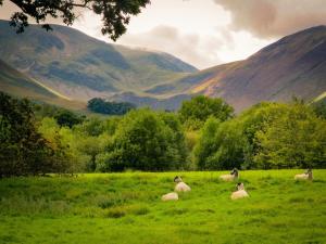a group of sheep laying in a grassy field at KATHERINES COURT - Spacious Apartment with Rolling Hill Views in Kendal