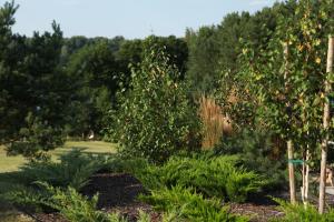 a garden with trees and plants in a field at Ežero Sapnas - Dream of the Lake in Lazdijai