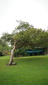 A garden outside Hotel Diego Pacho