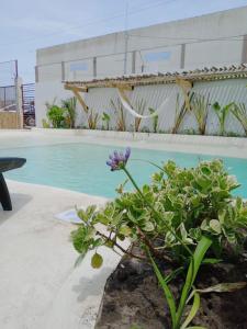 Una planta con una flor morada junto a una piscina. en Solana - Apart Hotel & Club de Tenis, en Santa Clara del Mar