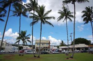 a group of palm trees in a parking lot at Hilo Town Inn in Hilo