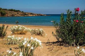 a sandy beach with flowers and the ocean at Xenos Apartments in Keratokampos