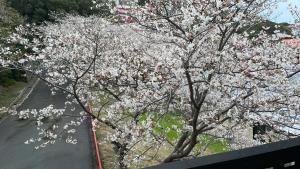 a tree with white flowers on it next to a street at Shirahama Meiji Villa in Shirahama