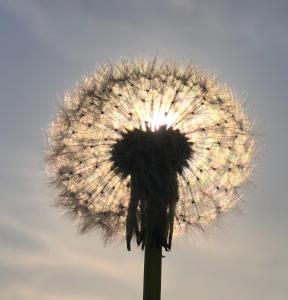 a close up of a dandelion against the sky at Studio Den Burg in Den Burg