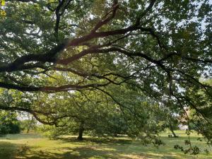 a large tree in a park with grass at Chambres d'hôtes, Le champ fleuri in La Châtre