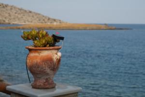 a vase with a plant in it next to the water at Seven stars Camping Evelina in Keratea
