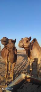 Photo de la galerie de l'établissement Al Damany Desert camp &Villa, à Dubaï 57 autres photos