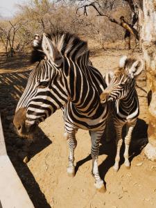 Zvířata v prázdninového domu nebo okolí