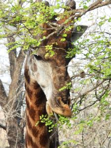 Zvířata v prázdninového domu nebo okolí