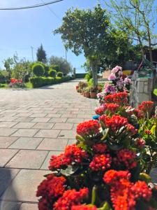 a bunch of red flowers in a garden at Summer Tale Rooms in Tale