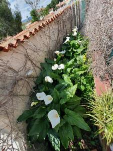 Galeriebild der Unterkunft Appartamenti Villa Augusta-del-Sol in Fontane Bianche