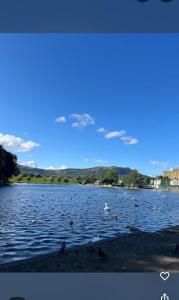 a lake with ducks swimming in the water at 4 star Rating 2 bed Newly renovated city apartment with free parking in Belfast +14 photos