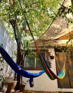 un par de hamacas colgando de un árbol en Natural Mystic, en Santa Ana