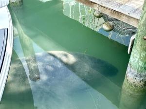 Altri animali domestici presso la villa o nei dintorni