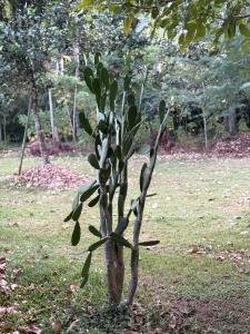 Photo de la galerie de l'établissement MamaPapa, à Puerto Viejo