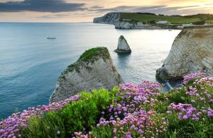 a group of flowers on a cliff near the ocean at Island Escape Sandown in Sandown