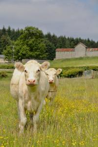 Loomad puhkemaja aladel või selle läheduses