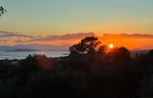 卡皮塔纳Tuffo nel blu Capitana, Best Vacation Ever的树上一排日落