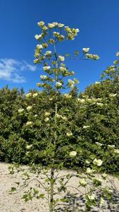 een kleine boom met witte bloemen voor de bomen bij Troch & Foarút in Bakkeveen