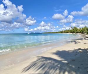 a view of a beach with trees and the ocean at Charmant Studio Cosy Amatera in Fort-de-France