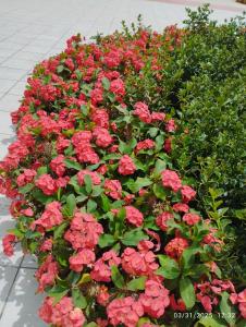 Oyster Bay Beach Suites k5-11外面的花园