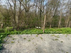 two white horses in a field behind a fence at Appartement T2 44m2 in Saint-Lys +1 photo