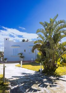 a palm tree in front of a white building at Villetta Botanica di 75MQ a Lacco Ameno in Ischia