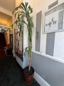 a potted plant sitting in the corner of a store at Anwar House in London