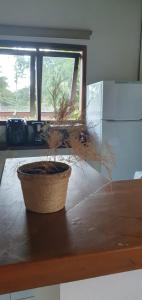a potted plant sitting on a table in a kitchen at Pé na areia! Canto do Moreira -30 Metros da Praia in São Sebastião