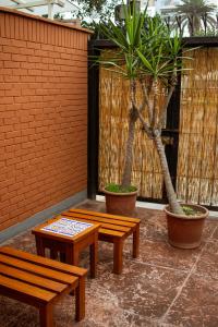 Κήπος έξω από το Temazcal Hostel