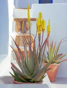 a plant with yellow flowers in a pot on a table at Xinara House Old Blacksmiths in Tripótamos