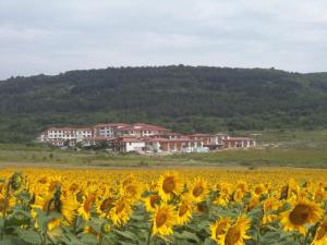 a field of sunflowers in front of a house at Harmony Hills Tomovi Apartment C44 in Rogachevo