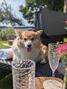 a dog sitting on a table next to two glasses at Laythams Holiday Lets Retreat in Slaidburn