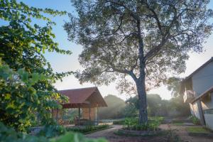 Zahrada ubytování Tranquil Trails Sigiriya + 37 fotografií