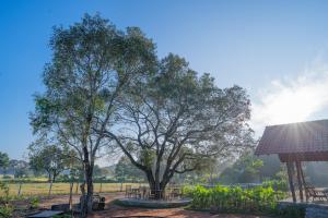 Aed väljaspool majutusasutust Tranquil Trails Sigiriya