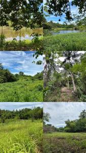 Bulo Cottage & Garden في Allacapan: مجموعة من اربع صور شجرة في ميدان